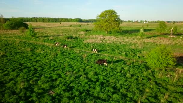 Yaz saati, bir çayır üzerinde inek otlatmak — Stok video