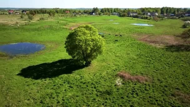 Vacas pastam em um prado perto da lagoa — Vídeo de Stock