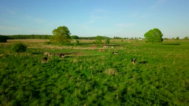 Коровы пасутся на лугу в летнее время — стоковое видео