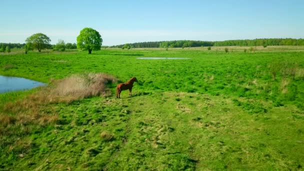 Cheval pâture à prairie verte — Video