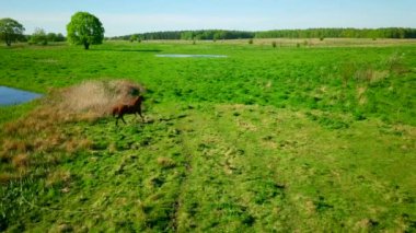 At yeşil çayır otlatma