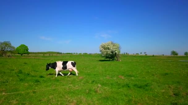 One cow grazes on a meadow