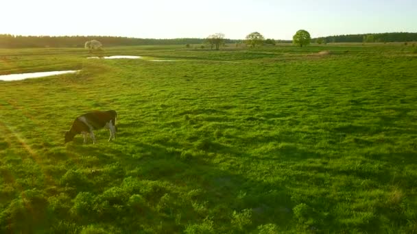 Las vacas pastan en un prado cerca del estanque — Vídeo de stock