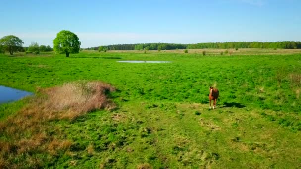 Pferd weidet auf grüner Wiese — Stockvideo