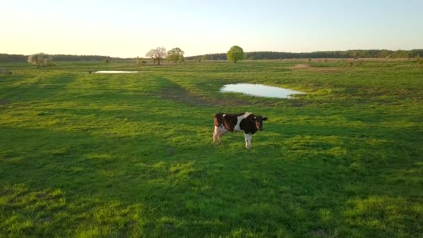 Cows graze on a meadow near the pond — Stock Video