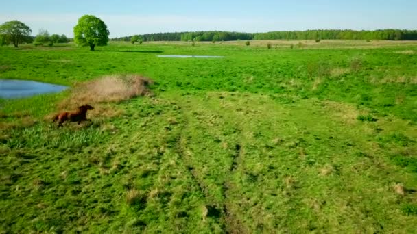 Caballo está pastando en prado verde — Vídeos de Stock