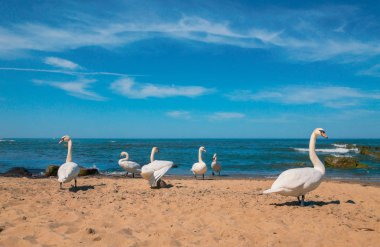 Kuğu kumlu sahilde yürümek