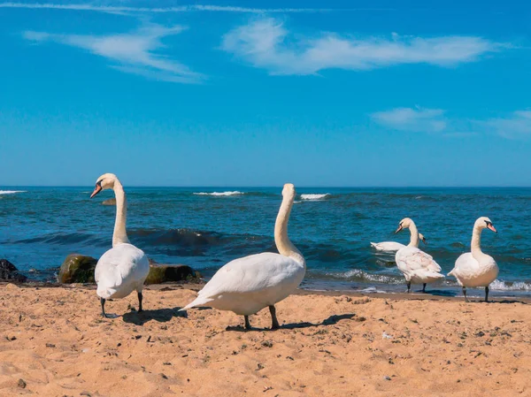 I cigni camminano sulla spiaggia sabbiosa — Foto Stock