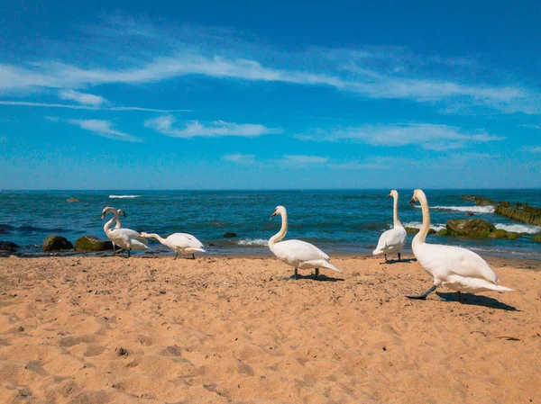 Лебеди гуляют по песчаному пляжу — стоковое фото