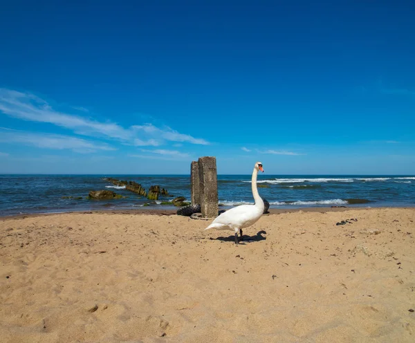 Лебеди гуляют по песчаному пляжу — стоковое фото