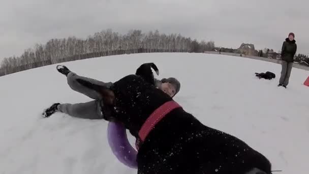 Training und Spiel mit Dobermännern auf einem verschneiten Feld — Stockvideo