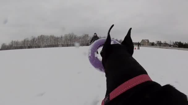 Навчання і граючи з собаками доберманів на snowy сфери — стокове відео