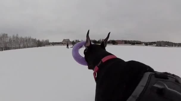 Κατάρτιση Και Παίζοντας Σκυλιά Ντόμπερμαν Χιονισμένο Πεδίο Χειμώνα — Αρχείο Βίντεο