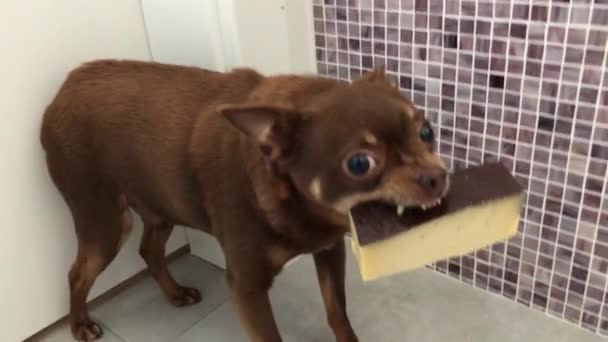 Kleiner Terrier hat großes Stück Käse gestohlen — Stockvideo