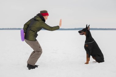 Eğitim ve Dobermans köpeklerle karlı bir sahada oynamak