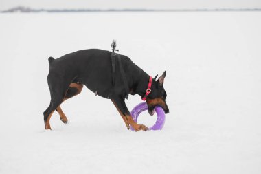 Eğitim ve Dobermans köpeklerle karlı bir sahada oynamak