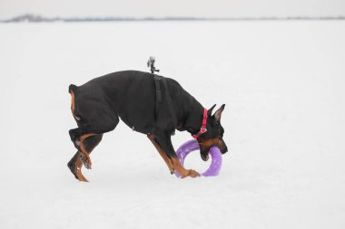 Eğitim ve Dobermans köpeklerle karlı bir sahada oynamak