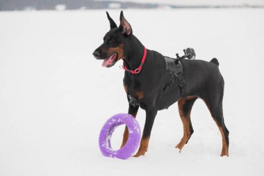 Eğitim ve Dobermans köpeklerle karlı bir sahada oynamak