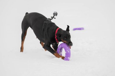 Eğitim ve Dobermans köpeklerle karlı bir sahada oynamak