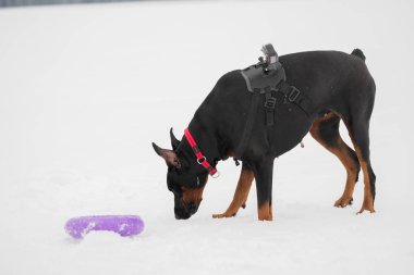 Eğitim ve Dobermans köpeklerle karlı bir sahada oynamak