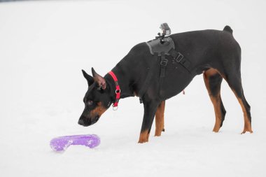Eğitim ve Dobermans köpeklerle karlı bir sahada oynamak