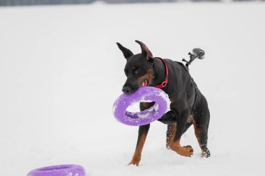 Eğitim ve Dobermans köpeklerle karlı bir sahada oynamak