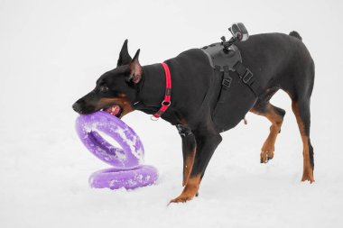 Eğitim ve Dobermans köpeklerle karlı bir sahada oynamak