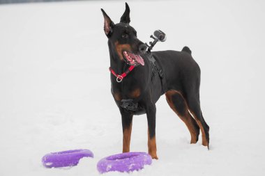 Eğitim ve Dobermans köpeklerle karlı bir sahada oynamak