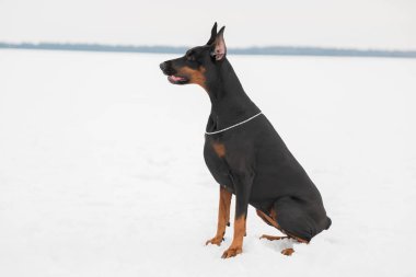 Eğitim ve Dobermans köpeklerle karlı bir sahada oynamak