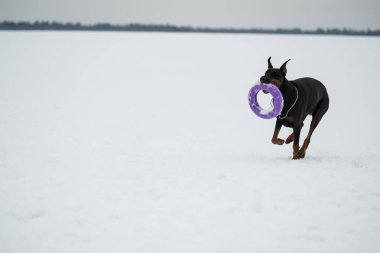 Eğitim ve Dobermans köpeklerle karlı bir sahada oynamak