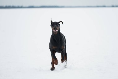 Eğitim ve Dobermans köpeklerle karlı bir sahada oynamak