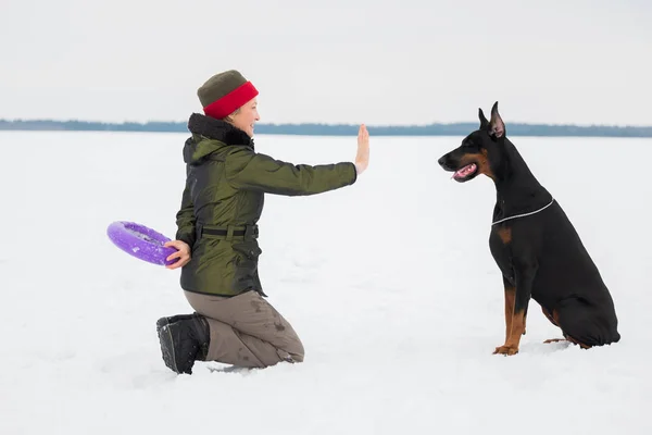 Entrenar y jugar con perros Dobermans en un campo cubierto de nieve —  Fotos de Stock