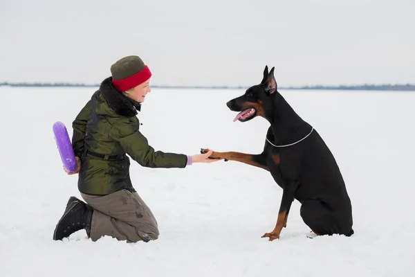 Treinamento e brincando com cães Dobermans em um campo nevado — Fotografia de Stock