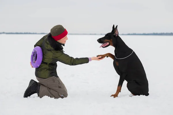 Entrenar y jugar con perros Dobermans en un campo cubierto de nieve —  Fotos de Stock