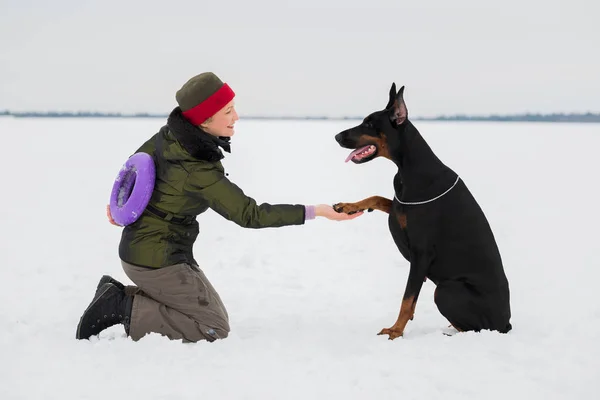 Treinamento e brincando com cães Dobermans em um campo nevado — Fotografia de Stock