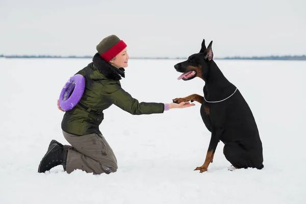 Entrenar y jugar con perros Dobermans en un campo cubierto de nieve —  Fotos de Stock