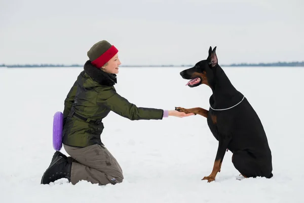 Entrenar y jugar con perros Dobermans en un campo cubierto de nieve —  Fotos de Stock