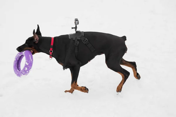 Eğitim ve Dobermans köpeklerle karlı bir sahada oynamak — Stok fotoğraf