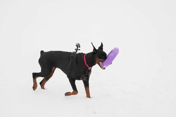 Eğitim ve Dobermans köpeklerle karlı bir sahada oynamak — Stok fotoğraf