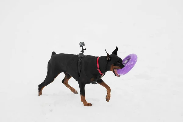 Opleiding en spelen met honden Dobermans op een besneeuwde veld — Stockfoto
