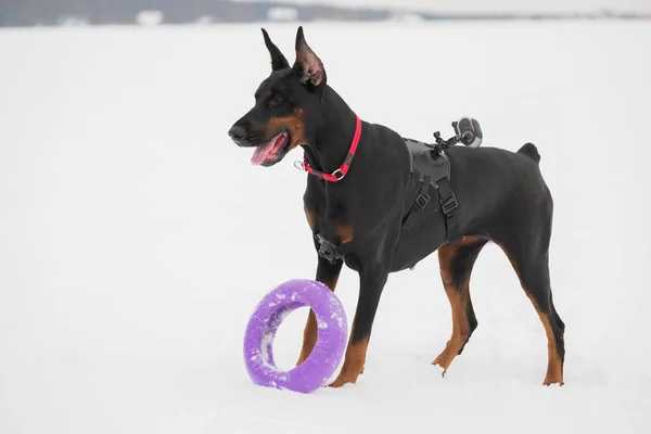 Treinamento e brincando com cães Dobermans em um campo nevado — Fotografia de Stock