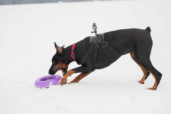 Entrenar y jugar con perros Dobermans en un campo cubierto de nieve —  Fotos de Stock