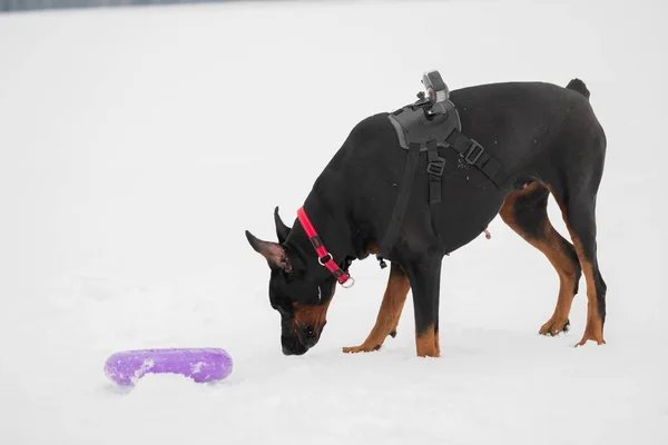 Treinamento e brincando com cães Dobermans em um campo nevado — Fotografia de Stock