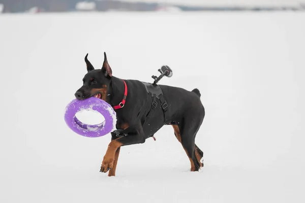 Тренировки и игры с собаками Доберманы на снежном поле — стоковое фото
