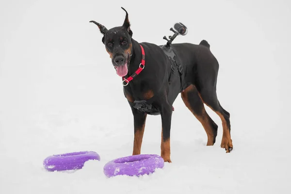 Training und Spiel mit Dobermännern auf einem verschneiten Feld — Stockfoto