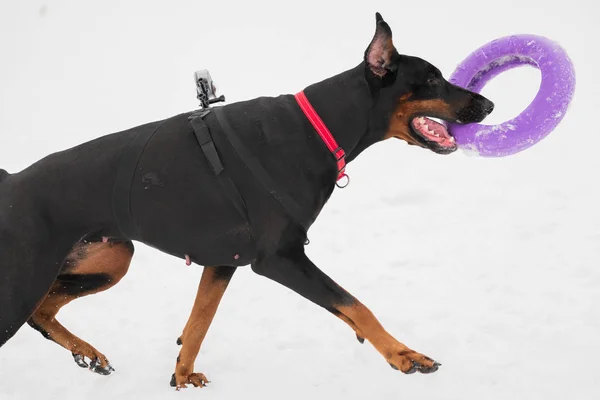 Entrenar y jugar con perros Dobermans en un campo cubierto de nieve —  Fotos de Stock