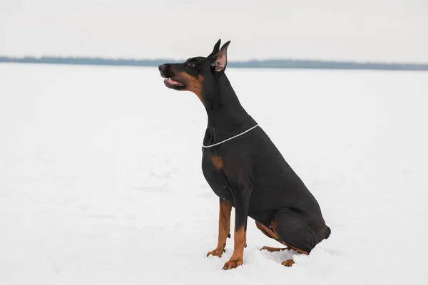 Szkolenia i zabawy z psami Dobermany na snowy pole — Zdjęcie stockowe