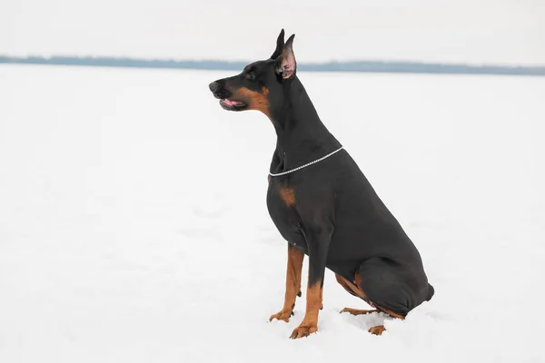 Treinamento e brincando com cães Dobermans em um campo nevado — Fotografia de Stock