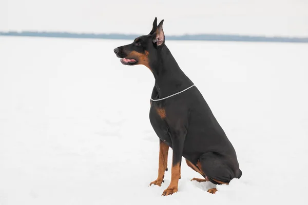 Κατάρτιση και παίζοντας με τα σκυλιά Ντόμπερμαν σε χιονισμένο πεδίο — Φωτογραφία Αρχείου