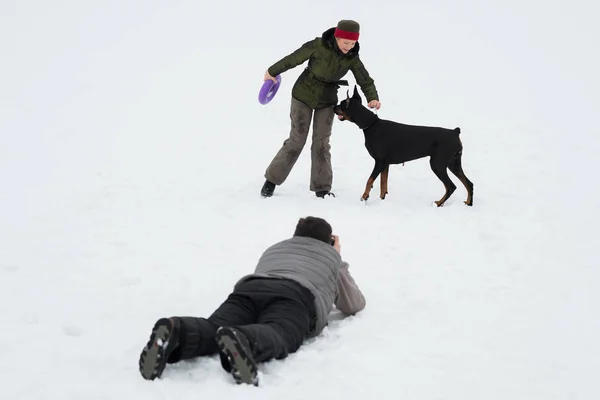 Träna och spela med hundar Dobermann på ett snöigt fält — Stockfoto